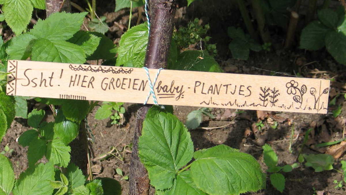Moestuin
