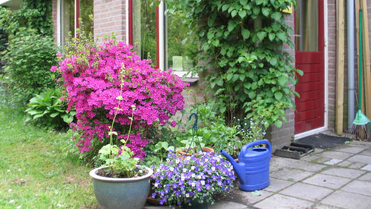 Bloeiende achtertuin