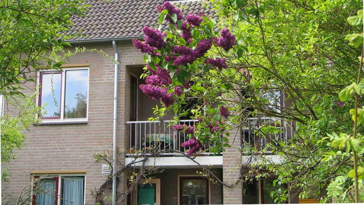 Voortuin cluster 6